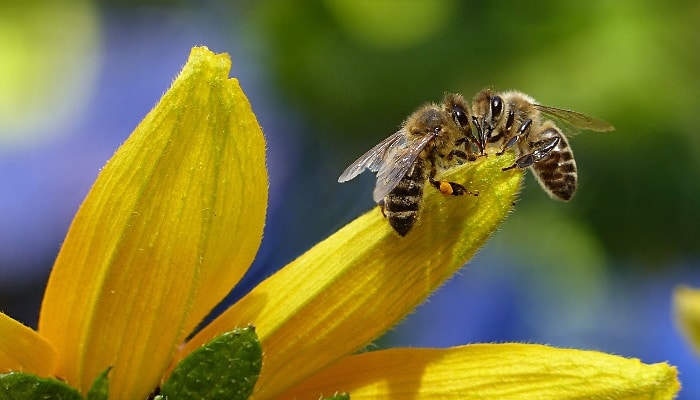 Ban on 5 Neonicotinoids in France