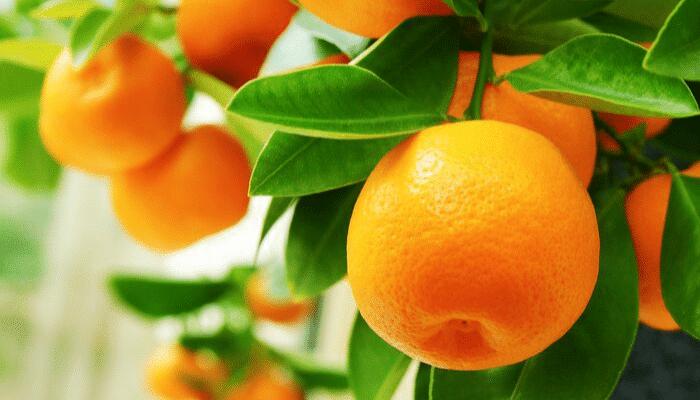 Allerte alimentari Settimana 31