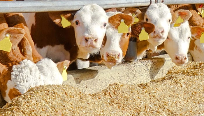 Garantir la conformité et la sécurité de l&rsquo;alimentation animale