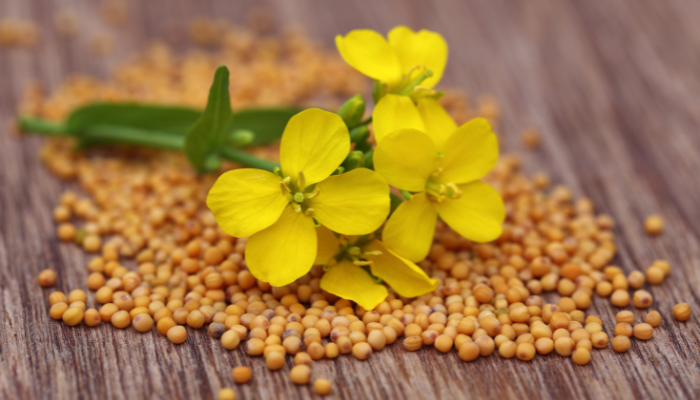 Allergène : exemption pour l’acide béhénique tiré des graines de moutarde destiné à la fabrication d’émulsifiants