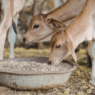 Alimentation animale